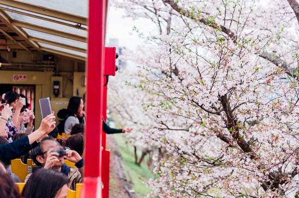 【鳥取駅南口発】 桜舞う♪春の嵐山と嵯峨野トロッコ列車 日帰り3